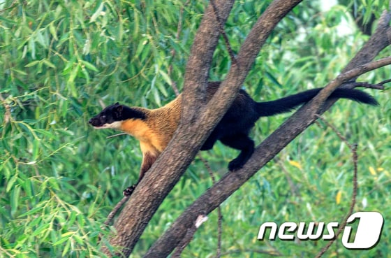 담비(장기헌 작가 제공)2017.6.23/뉴스1 ⓒ News1 DB