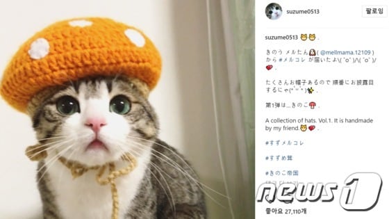 일본에서  아이돌로 통하는 고양이 '스즈메'. (사진 인스타그램 suzume0513 캡처) ⓒ News1