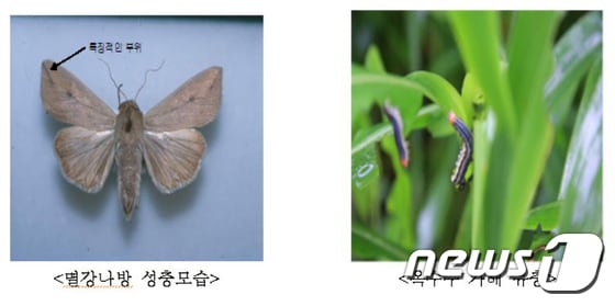 옥수수, 목초, 벼 등 잎 등을 갉아먹어 큰 피해를 주는 멸강나방과 해충. ⓒ News1 홍성우 기자