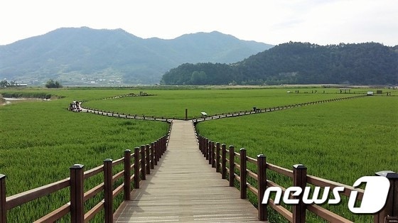 3일 세계 5대 연안습지로 꼽히는 순천만습지 갈대밭이 진한 초록으로 물들었다. 동천 무진교 아래로 펼쳐진 초록빛 갈대의 속삭임이 들리는 듯 하다.순천시 제공)2017.6.3/뉴스1 ⓒ News1 지정운 기자