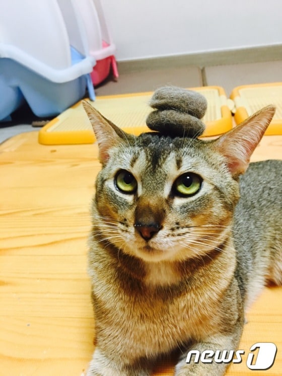 고양이 집사라면 '털 빠짐'은 각오해야 한다. ⓒ News1
