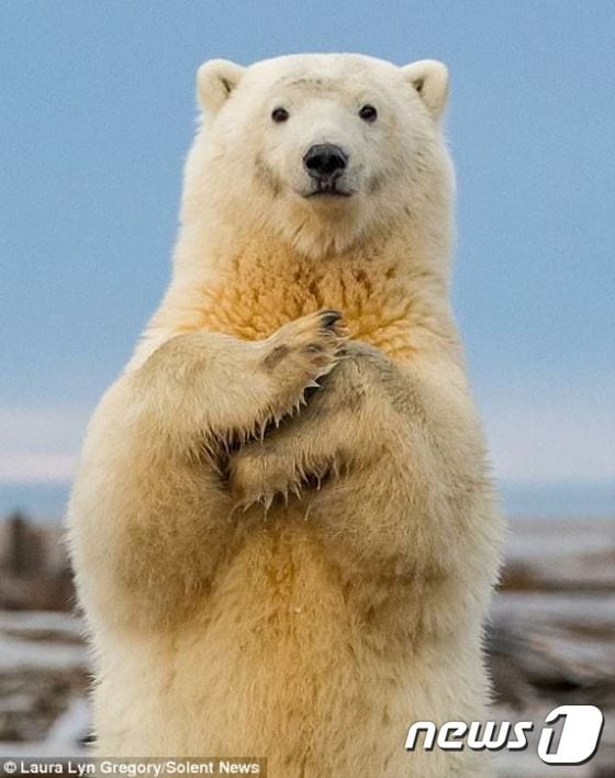 알래스카주 북극곰이 마치 춤을 추는 듯한 모습이다. (사진 영국 데일리메일 해당기사 캡처) ⓒ News1