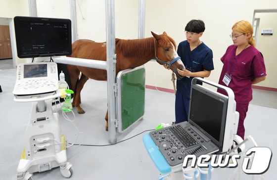 13일 오후 제주시 아라동 말 산업 전문 인력 양성센터에서 개원한 말 전문 동물병원에서 의료진들이 말 건강 상태를 확인하고 있다. 병원은 임상 처방과 진료를 담당하는 1차 진료기관(말 전문 개업수의사)과 연계해 수술ㆍ입원ㆍ재활 등 2차 진료를 전문적으로 수행한다.2017.7.13/뉴스1 ⓒ News1 이석형 기자