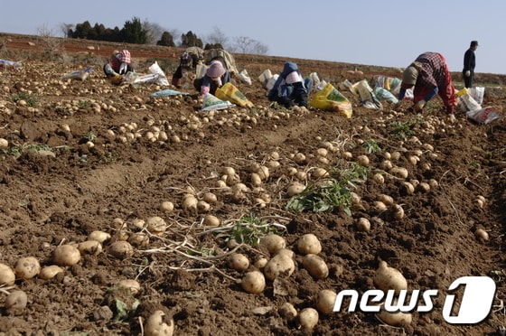 전남 해남군 겨울 감자 수확 모습.&#40;해남군 제공&#41; ⓒ News1 박준배 기자