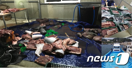 불법 포획해 해체된 고래고기 ⓒ News1DB