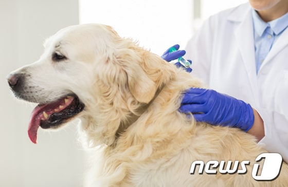 개.(사진 이미지투데이)ⓒ News1