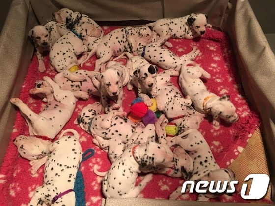 지난 5월18일 호주 빅토리아주 밸러랫에서 달마티안 새끼 18마리가 태어났다.(사진 CC Dalmatians 페이스북)ⓒ News1