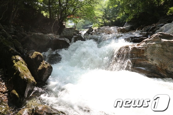 영동 물한계곡 /ⓒ News1