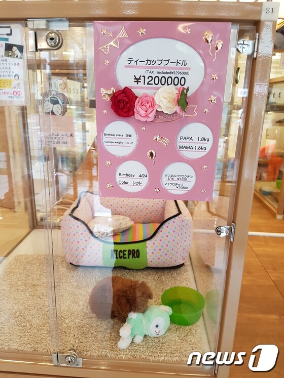 일본의 한 펫숍에서 판매되고 있는 토이푸들의 모습. 이 토이푸들의 가격은 120만엔(약 1200만원)이었다. ⓒ News1