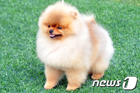 포메라니안 자료사진. 이건희 회장의 반려견과 상관없음ⓒ News1