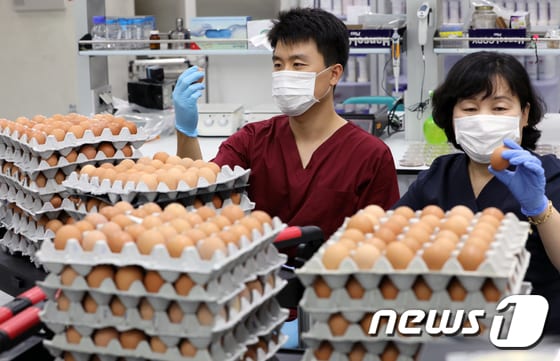 국산 계란에서 살충제 성분이 검출되며 전국적으로 조사가 이뤄지고 있는 16일 오후 전북 장수군 전라북도 동물위생시험소에서 주무관들이 수거한 계란을 깨서 검사하고 있다. 시험소 이성재 사무관은 "인력은 부족하지만 농식품부 계획대로 17일까지 검사를 완료해 조기수습으로 농가들의 피해를 최소화 시키도록 하겠다＂며 대처에 대한 의지를 밝혔다.2017.8.16/뉴스1 ⓒ News1 문요한 기자