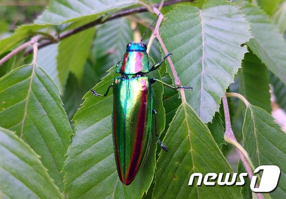 경남 밀양에서 발견된 비단벌레 성충ⓒ News1