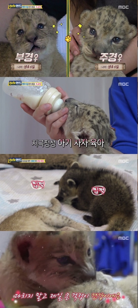 MBC 하하랜드 ⓒ News1