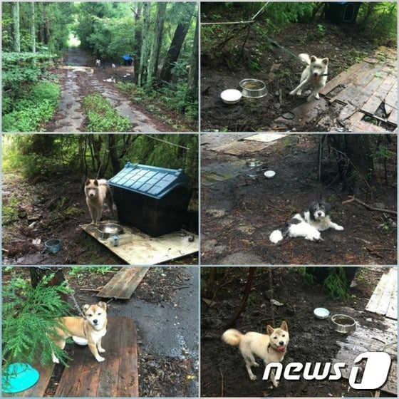 제주도 서귀포에 방치 돼 있다는 강아지들(사진 페이스북 캡처)ⓒ News1
