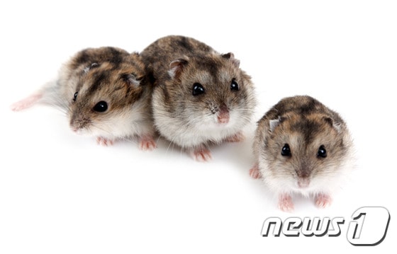 (사진은 기사 내용과 무관함) / 뉴스1 ⓒ News1