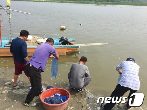 임진강에 황복 치어를 방류중인 어민들. /뉴스1DB ⓒ News1