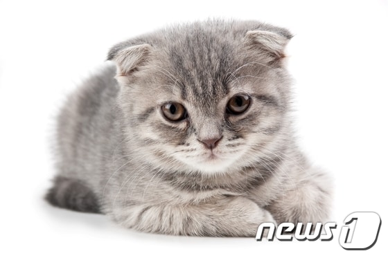 스코티쉬폴드.(사진 이미지투데이)ⓒ News1