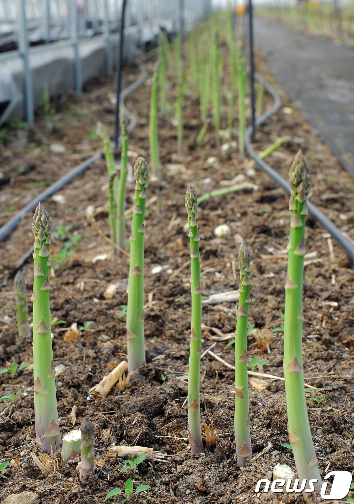 아스파라거스 (뉴스1 DB)