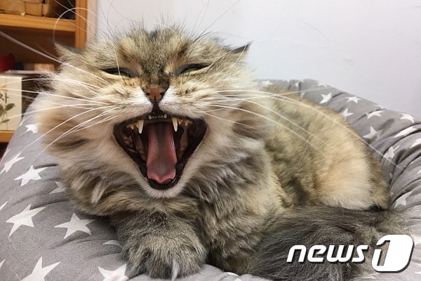 사진 김재영 원장 제공. ⓒ News1