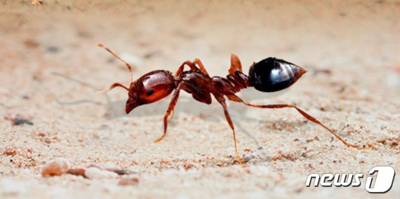 붉은불개미ⓒ News1