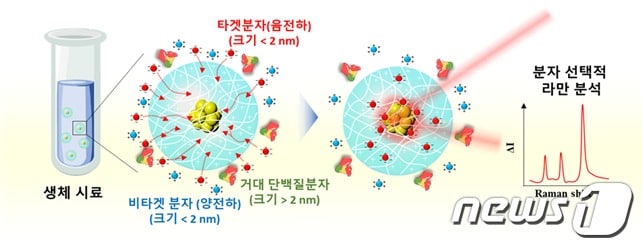 시료 전처리 없이 분자 선택적 라만 분석이 가능한 하이드로젤 기반 라만 센서의 원리(KAIST 제공)ⓒ News1