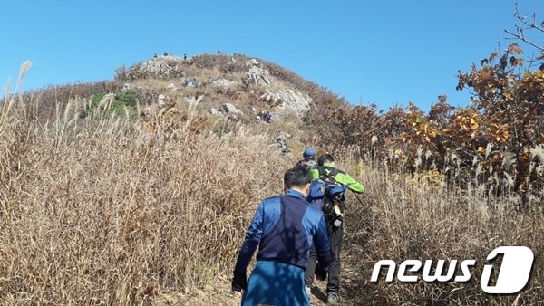 지난해 보령오서산 억새꽃 등산대회 모습. 사진제공=보령시청ⓒ News1