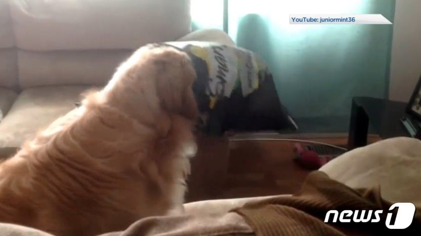 과자봉지에 반려동물이 머리가 끼여 질식사 하는 사고가 잇따르고 있다.(사진 글로벌뉴스 영상 캡처)ⓒ News1