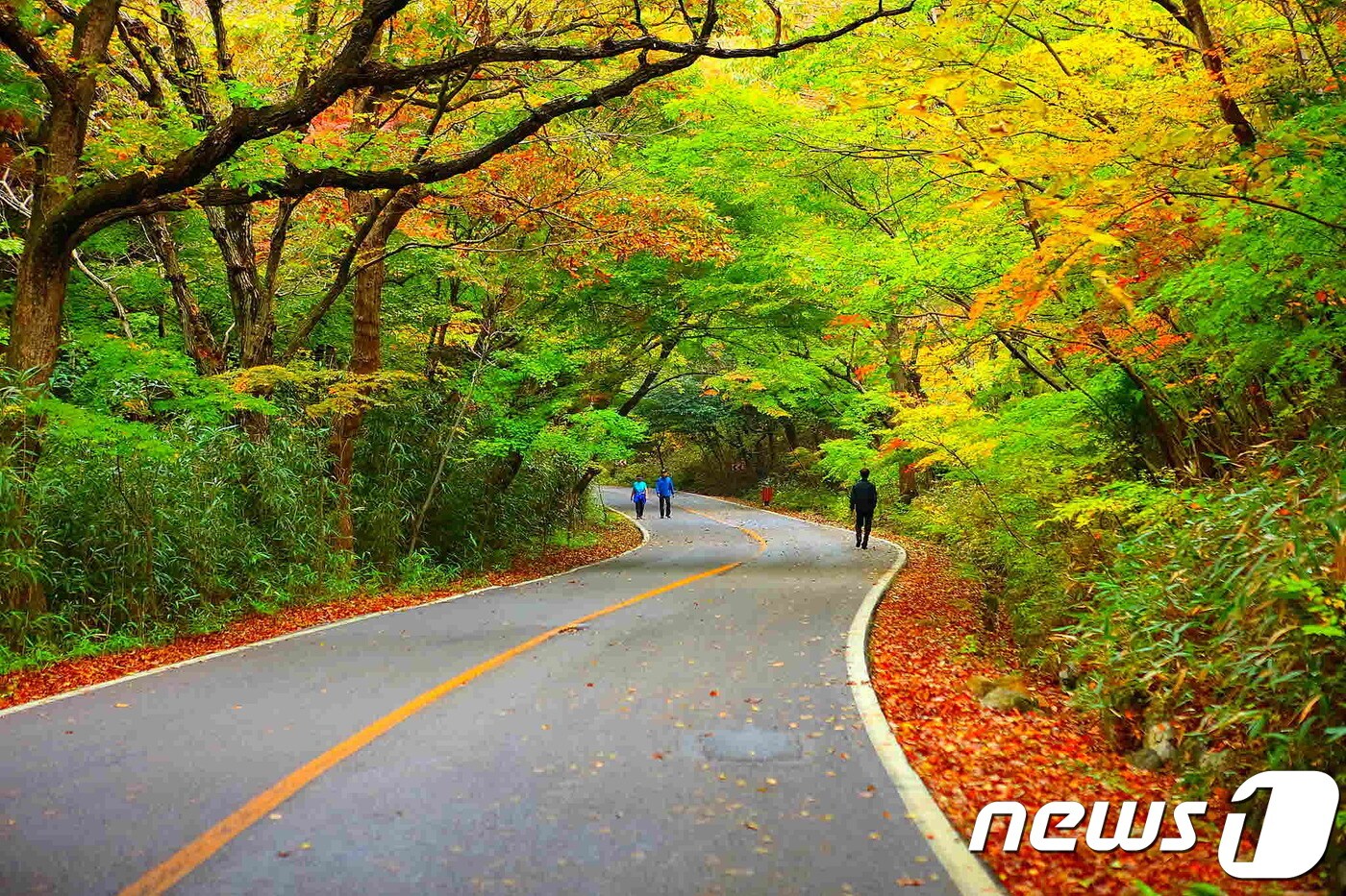 한반도의 마지막 단풍이 머무는 전남 해남군 두륜산의 대흥사 십리 숲길이 아름답게 물들어가고 있다.&#40;해남군 제공&#41;2018.10.28 /뉴스1 ⓒ News1 