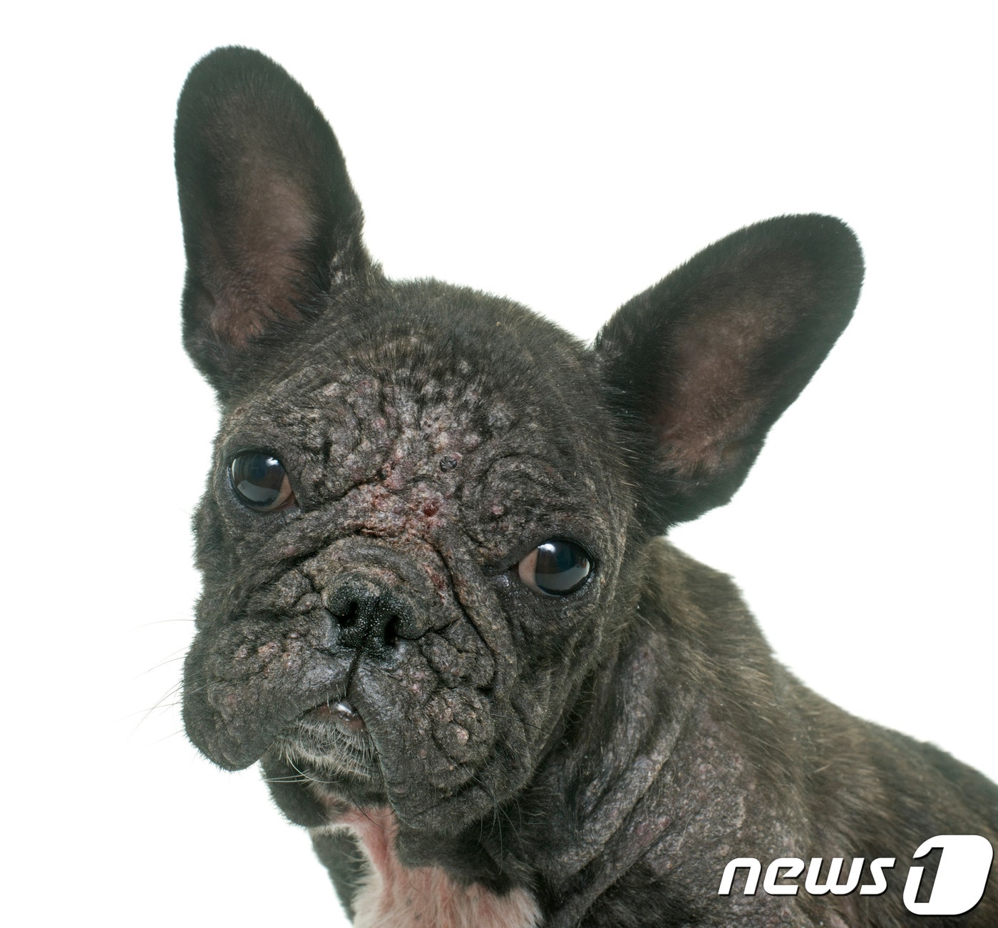 피부병 걸린 강아지.(사진 이미지투데이)ⓒ News1