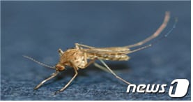 일본뇌염모기 ⓒ News1