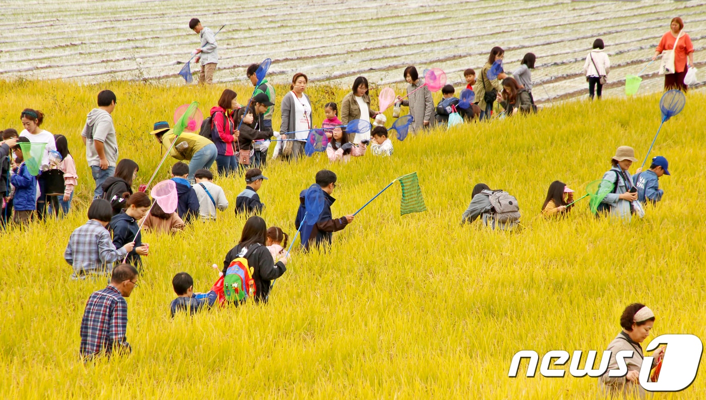 2018년 10월9일 경북 성주군 수륜면 수성리 어울림마당 일원에서 열린 &#39;2018 성주가야산 황금들녘 메뚜기잡이 체험축제&#39;에 참가한 방문객들이 논에서 메뚜기를 잡으며 즐거운 시간을 보내고 있다. 2018.10.9/뉴스1 ⓒ News1 정우용 기자