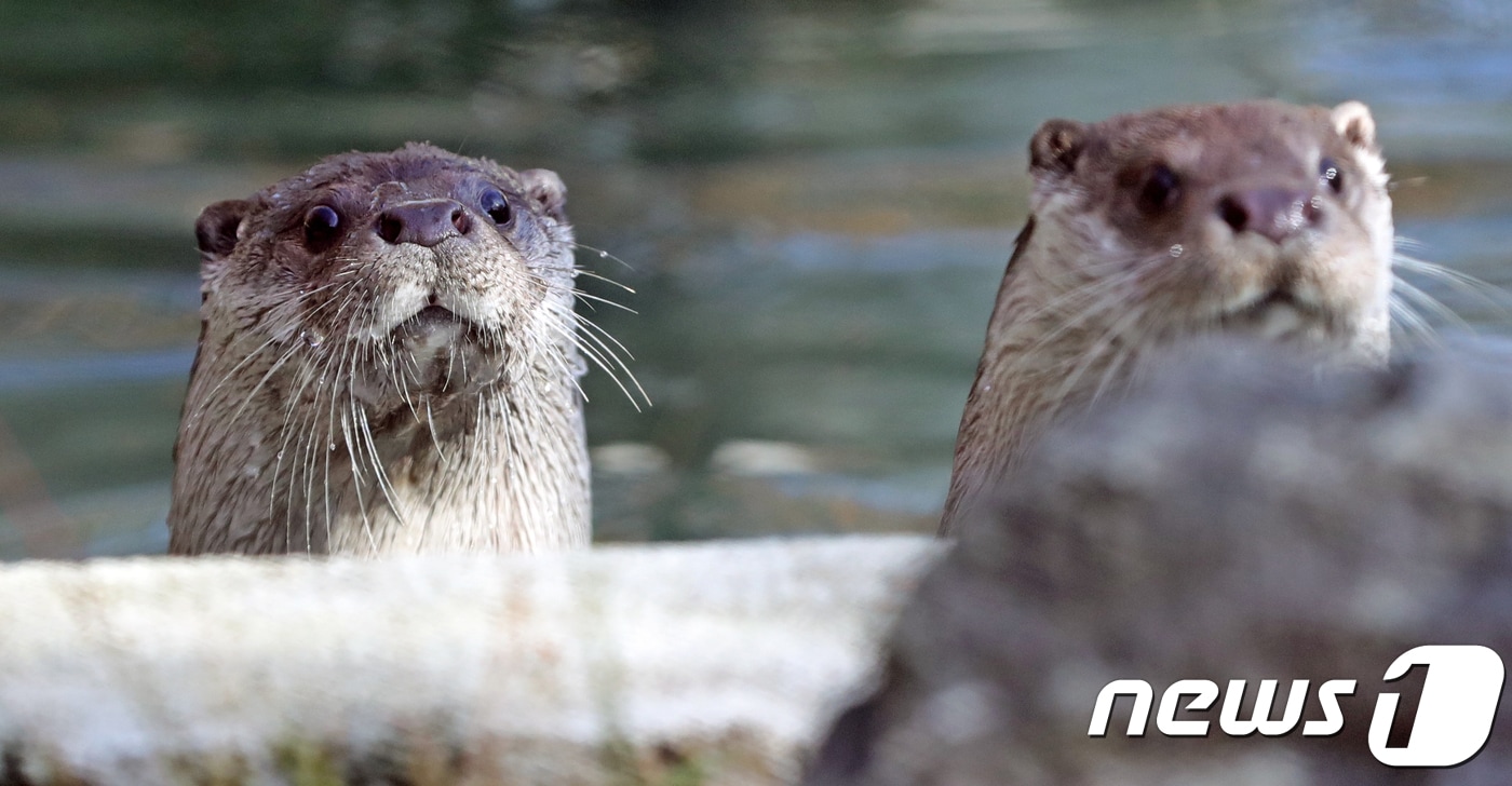전북 전주동물원의 수달 수수와 달달이. /뉴스1