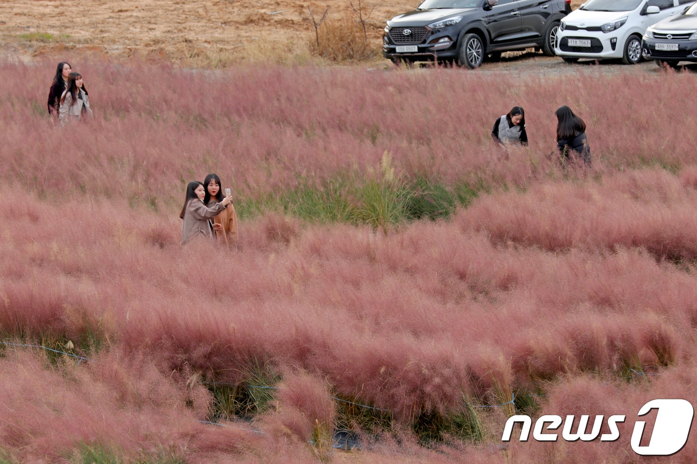 17일 강원도 강릉시 사천면 일원 경포대 허브관광농원을 찾은 관광객들이 만개한 핑크 뮬리 그라스 사이에서 사진을 찍으며 추억을 남기고 있다. 2018.11.17/뉴스1 ⓒ News1 서근영 기자