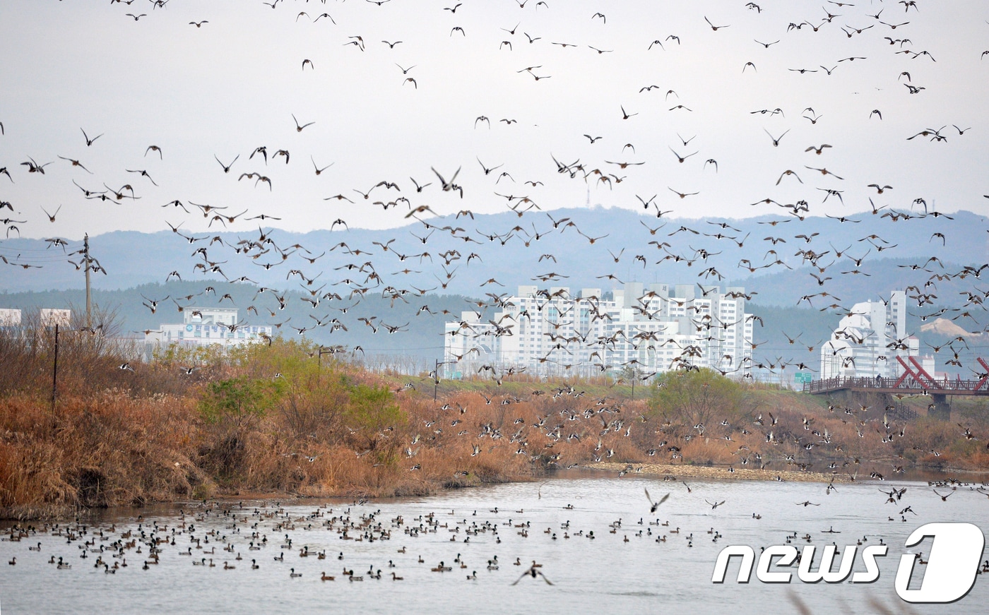 전북 부안군이 철새의 서식지 환경보호를 위해 생태계서비스지불제계약사업을 추진한다.  겨울철새떼 /ⓒ News1 최창호 기자