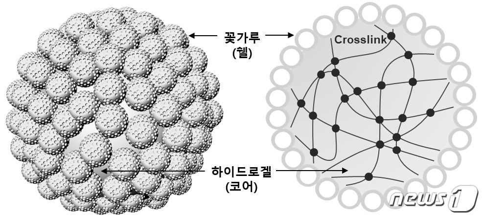 금오공대 박준용 교수팀이 '花粉 활용 기능성 입자 대량 생산' 성공했다. 사진은 꽃가루-하이드로젤 코어-쉘 입자 모식도(금오공대제공)2018.11.25/뉴스1ⓒ News1