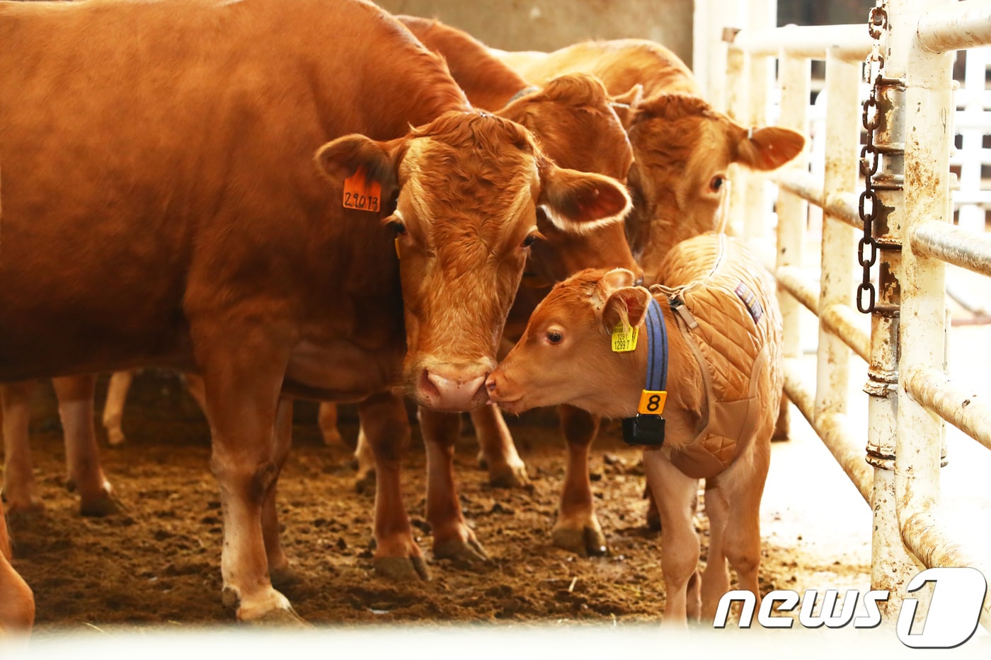 지난 11월7일 강원도 평창군 대관령면 농촌진흥청 한우연구소 축사에서 송아지가 방한복을 입고 있다. (농촌진흥청 제공) 2018.11.7/뉴스1