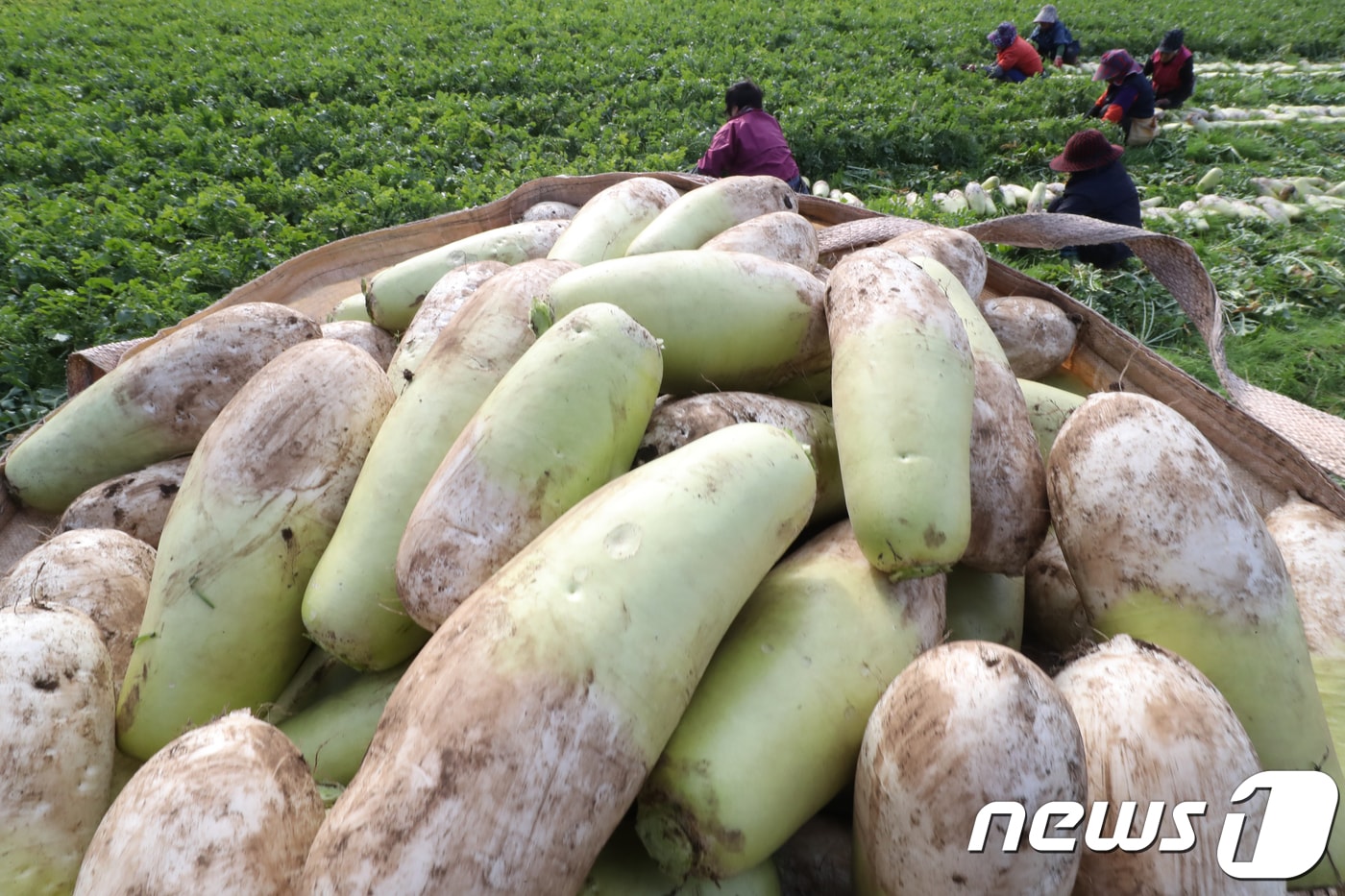 제주 월동무(자료사진)/뉴스1