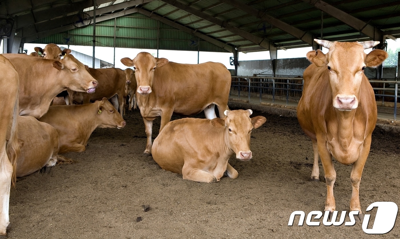 전북 임실군 농업기술센터가 오는 18일까지 한우 사양관리 과정’ 교육생 30명을 모집한다.&#40;임실군제공. 재판매 및 DB금지&#41;2025.6.12/뉴스1