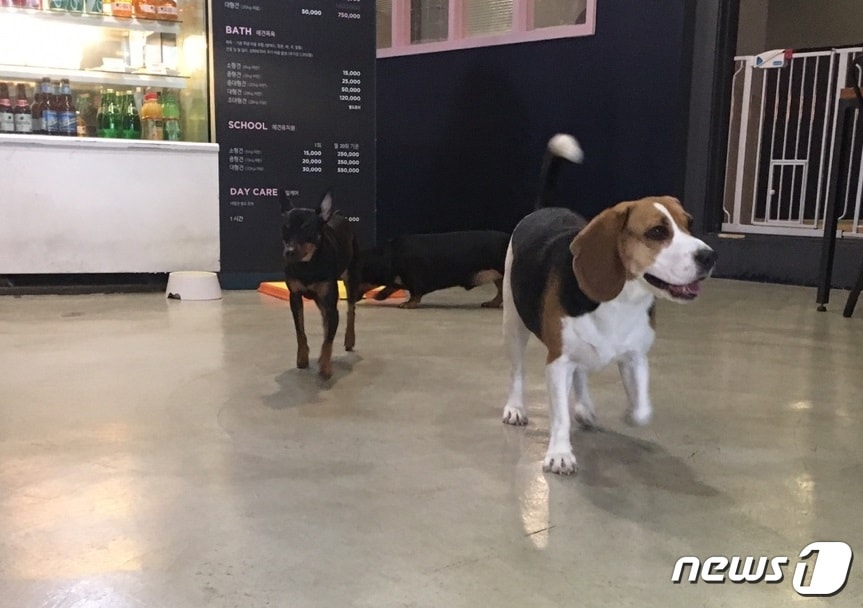 13일 서울 동대문구 답십리동 애견카페 겸 호텔 바로나도에서 머물고 있는 반려견들.ⓒ News1 이기림 기자
