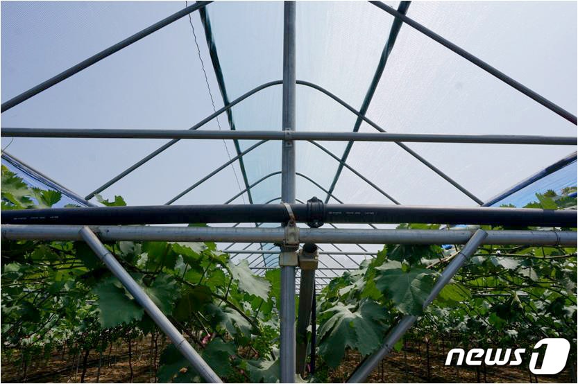 비닐하우스 비가림 개폐시설./뉴스1DBⓒ News1