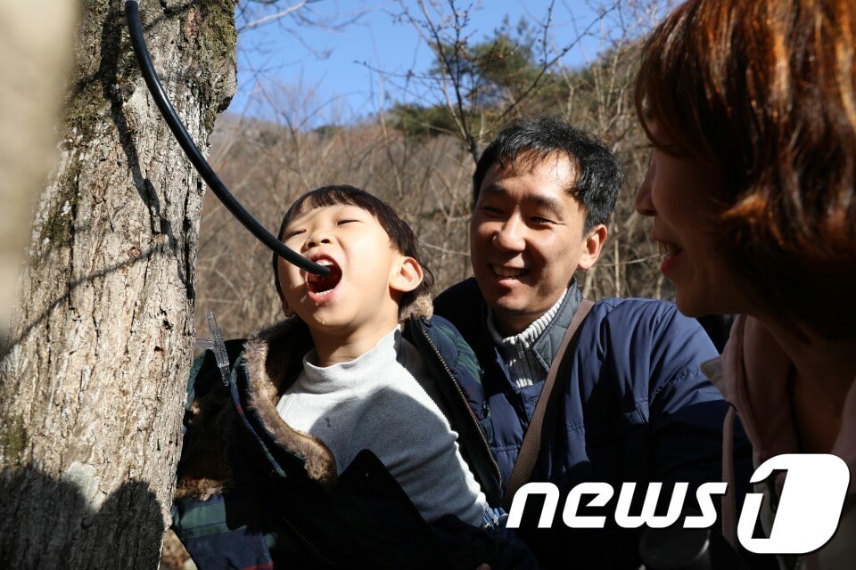 전북 진안군 주천면 운일암반일암 일원에서 열리는 진안고원 고로쇠 축제에서 한 어린이가 체험을 하고 있다./뉴스1 ⓒ News1 김동규 기자