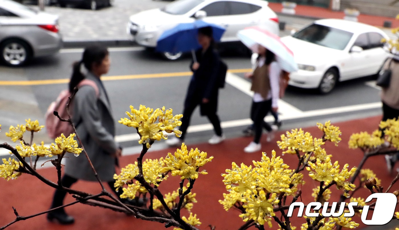 9일 대전·충남은 늦은 새벽부터 충남권 대부분의 지역에 비가 내리기 시작해 아침에 전역으로 확대될 것으로 예보됐다. 충남 공주시 공주대에서 활짝 핀 산수유꽃에 물방울이 맺혀있다. /뉴스1 ⓒ News1 장수영 기자