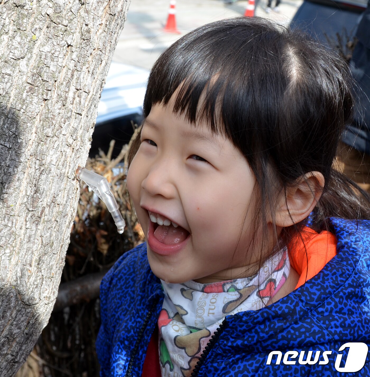 강원 인제군 상남면 미산1리 산림문화휴양관 일원에서 열린 제14회 미산계곡 방태산 고로쇠 축제에서 어린이가 고로쇠수액을 맛보고 있다. (뉴스1 DB)