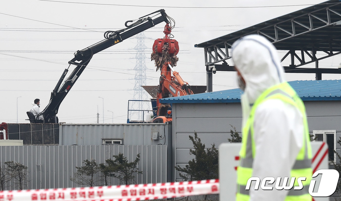 AI(조류인플루엔자)에 감염된 산란계 살처분 작업 장면 ⓒ News1