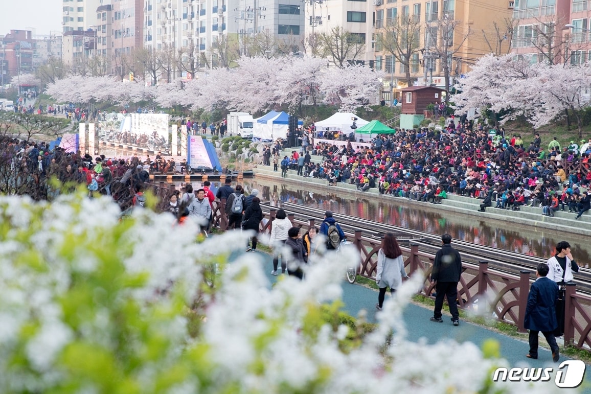 은평구 불광천 벚꽃(은평구 제공)ⓒ News1