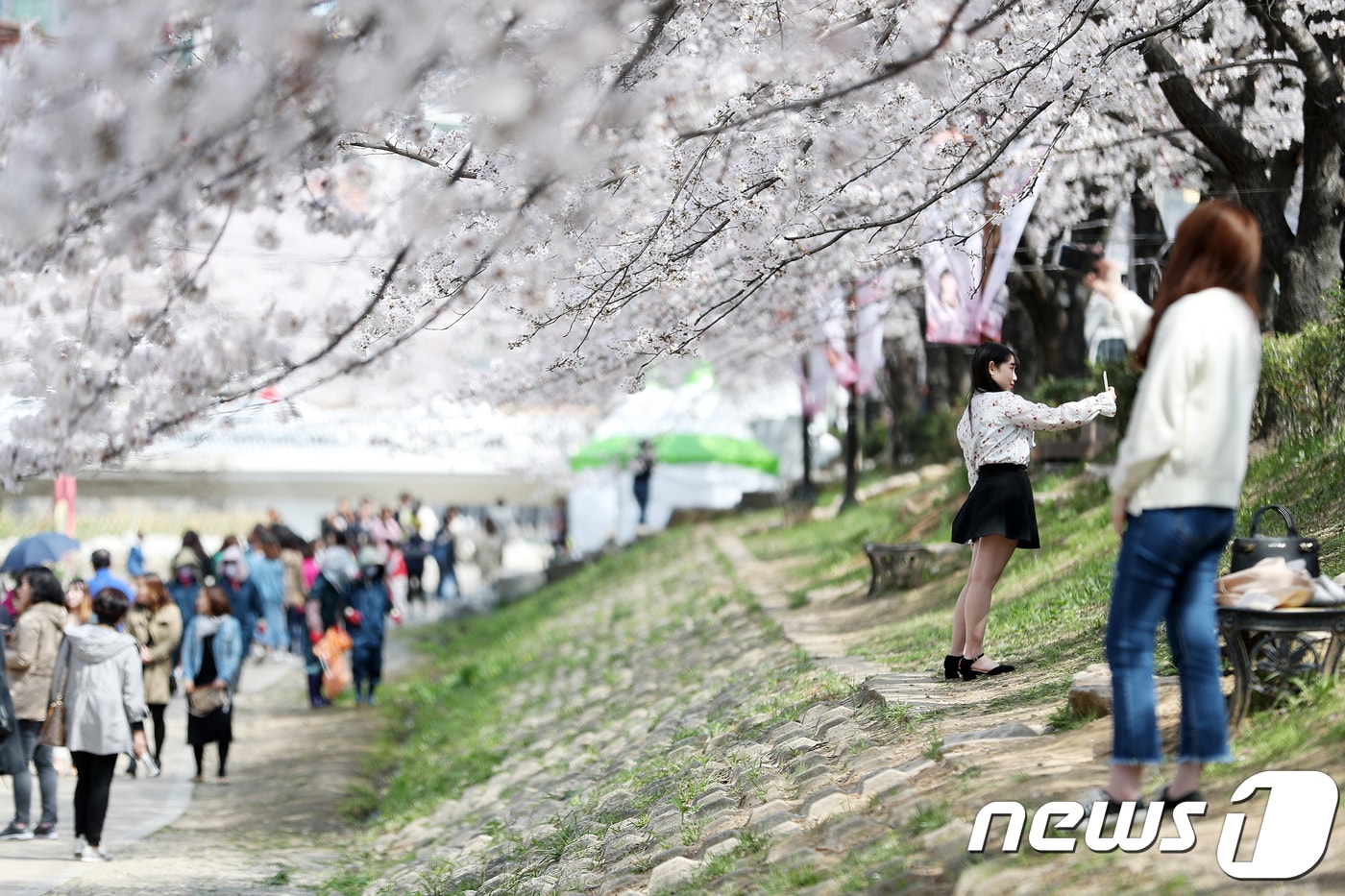 30일 울산 남구 무거생태하천을 찾은 시민들이 만개한 벚꽃나무 아래에서 완연한 봄날씨를 만끽하고 있다. 2018.3.30 ⓒ 뉴스1 DB