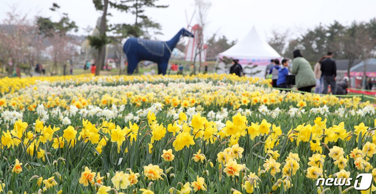 지난해 4월 네이처월드 튤립축제장에 핀 수선화 모습ⓒ News1