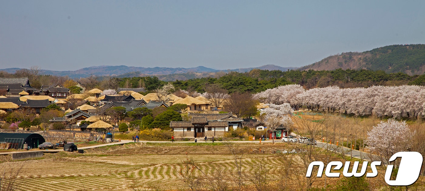 10일 오후 경북 안동 월영교와 하회마을에 벚꽃이 만개하며 절경을 연출하고 있다. 하회마을을 감싼 제방 위 벚꽃들도 초가와 기와등이 어우려져 색다른 풍경을 선사하고 있다./뉴스1