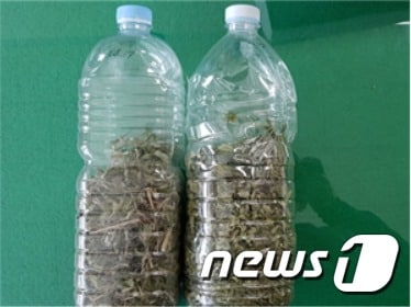 압수한 대마초ⓒ News1