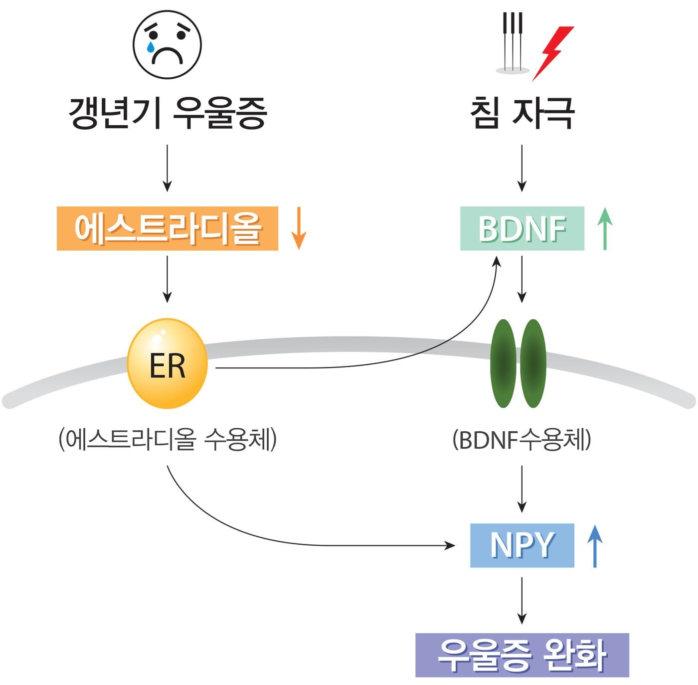 한의학 침 치료의 갱년기 우울증 치료효과 모델.ⓒ News1